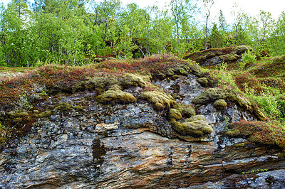 Buy stock photo Moss, mountains and trees in nature or environment for summer, sustainability and plants. Ecology, growth and forest in countryside for outdoor, adventure and study of organic matter in ecosystem