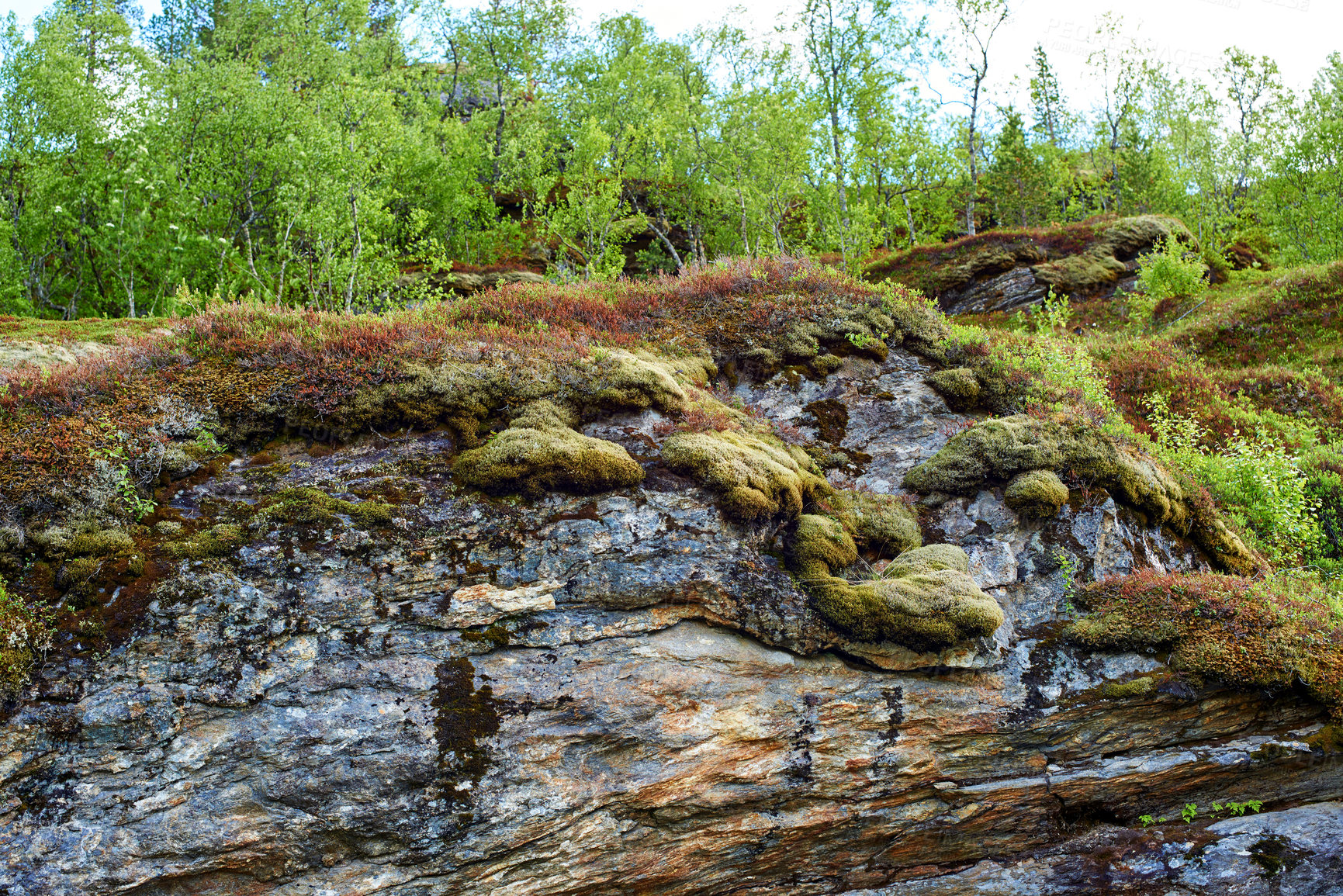 Buy stock photo Moss, mountains and trees in nature or environment for summer, sustainability and plants. Ecology, growth and forest in countryside for outdoor, adventure and study of organic matter in ecosystem