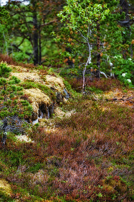 Buy stock photo Nature, trees or moss in Norway for landscape, sustainable plants or national park in valley. Green, autumn or beauty on Earth with reduced carbon footprint, forest or growth after rainfall in Europe