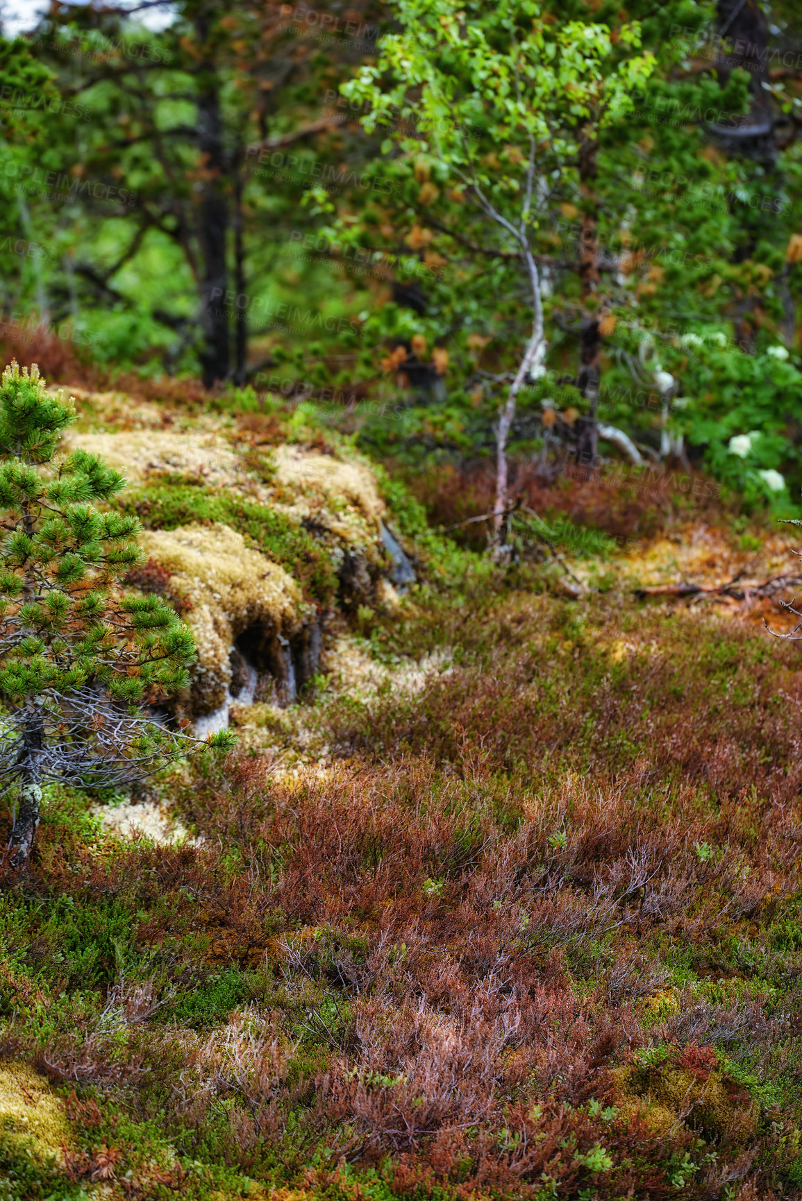 Buy stock photo Nature, trees or moss in Norway for landscape, sustainable plants or national park in valley. Green, autumn or beauty on Earth with reduced carbon footprint, forest or growth after rainfall in Europe