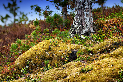 Buy stock photo Nature, pine tree and moss in Norway for landscape, sustainable plants or national park in valley. Green, autumn and beauty in wilderness with reduced carbon footprint, forest or reserve in Europe