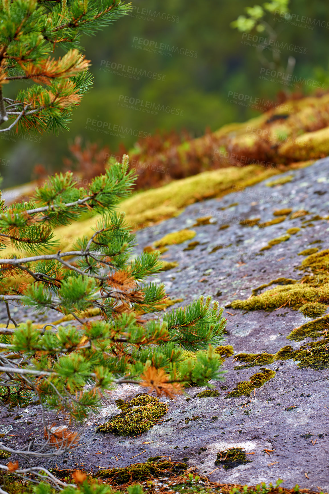 Buy stock photo Nature, pine and rock slope in Norway on mountain, sustainable plants or national park in valley. Green, autumn and moss on Earth with reduced carbon footprint, beauty or natural reserve in Europe