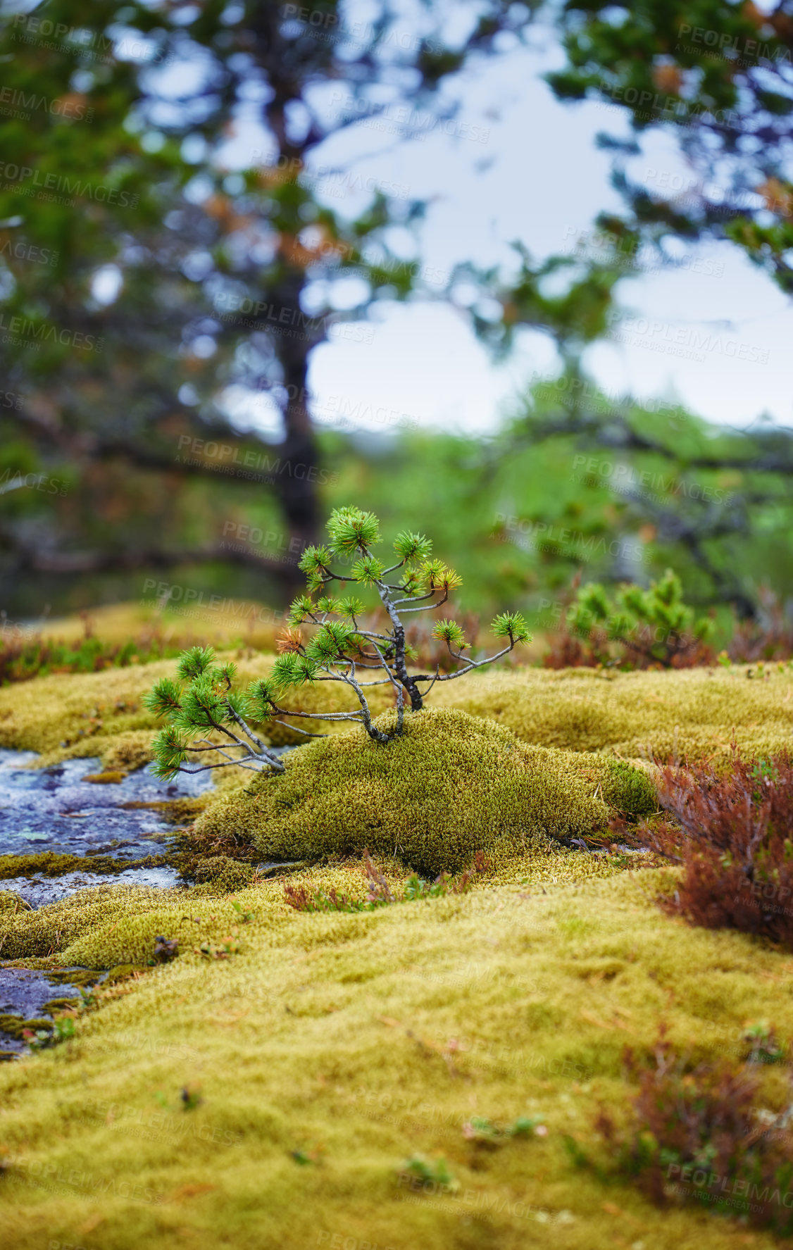 Buy stock photo Nature, moss and new plant in Norway for growth, sustainable plants or national park in valley. Green, spring and fresh shoot on pine tree with reduced carbon footprint, forest or mountain in Europe