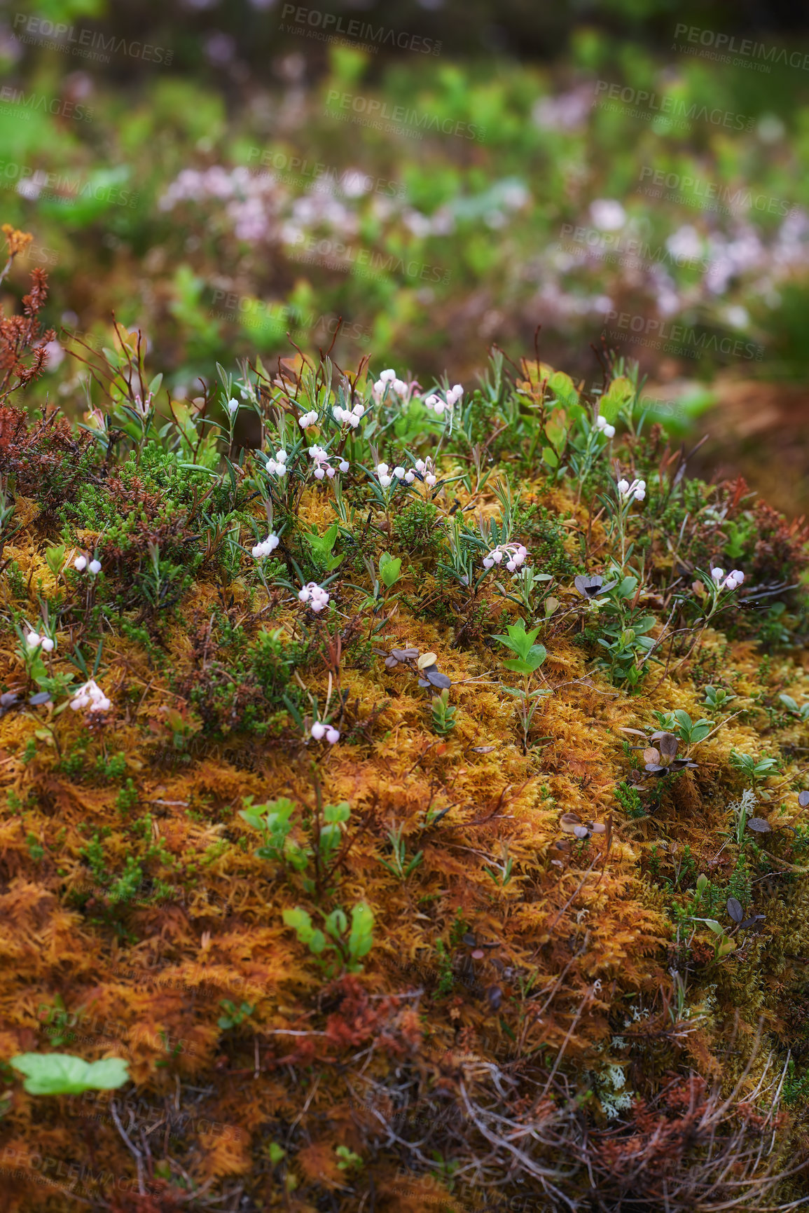 Buy stock photo Flowers, nature and plants on moss in woods, environment and wallpaper closeup. Floral, countryside and green leaves on field for natural growth, ecology and sustainability of land in Norway outdoor