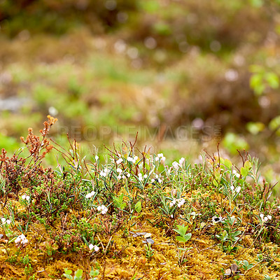 Buy stock photo Flowers, nature and plants on moss closeup in woods, environment and outdoor garden. Floral, countryside and green leaves on field for natural growth, biodiversity or sustainability of land in Norway