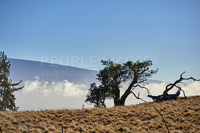 Buy stock photo Landscape, trees and wilderness in Hawaii with sky for geology, sustainability and tropical vacation. Mountain, ocotea and conservation in nature on island for travel and tourism with environment