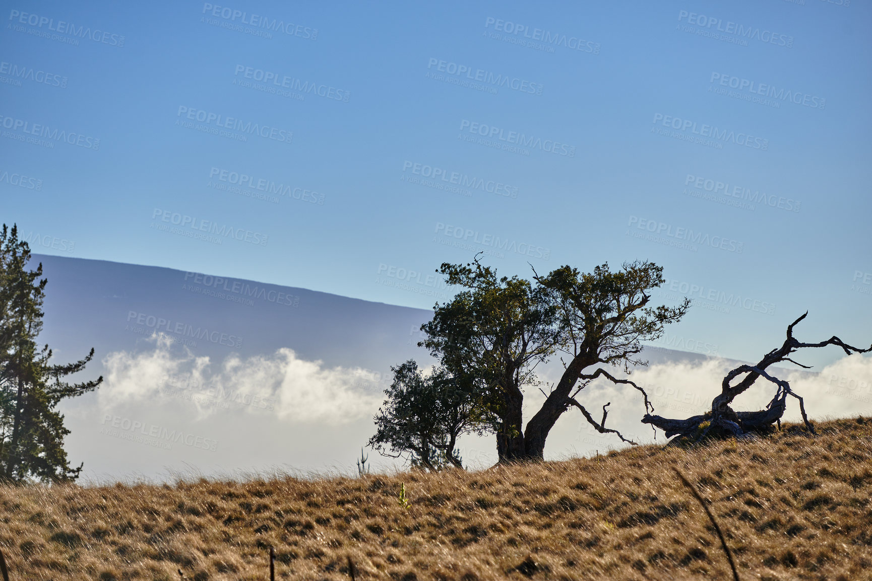 Buy stock photo Landscape, trees and wilderness in Hawaii with sky for geology, sustainability and tropical vacation. Mountain, ocotea and conservation in nature on island for travel and tourism with environment