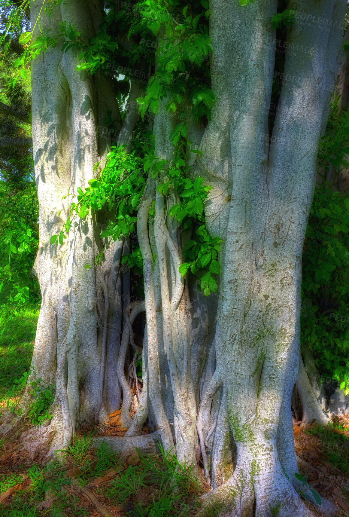 Buy stock photo Landscape, forest and tropical tree in Hawaii with sky for geology, sustainability and eco friendly vacation. Woods, biodiversity and ficus craterostoma in nature on island for travel and environment