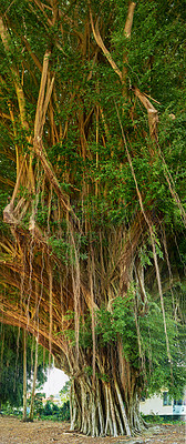 Buy stock photo Landscape, tree and nature in Hawaii with leaves for geology, sustainability and tropical vacation. Woods, biodiversity and banyan species in forest on island for travel and tourism with environment