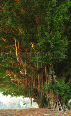 Buy stock photo Landscape, tree and forest in Hawaii with leaves for geology, sustainability and tropical vacation. Woods, biodiversity and banyan species in nature on island for travel and tourism with environment