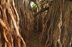 Hawaii - jungle trees