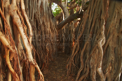 Buy stock photo Old massive tree in the forest with its trunk covered with its root. A narrow path amongst the bunch of thick bark banyan tree in the jungle. A haunted banyan tree in the wild bush. Dense woodland