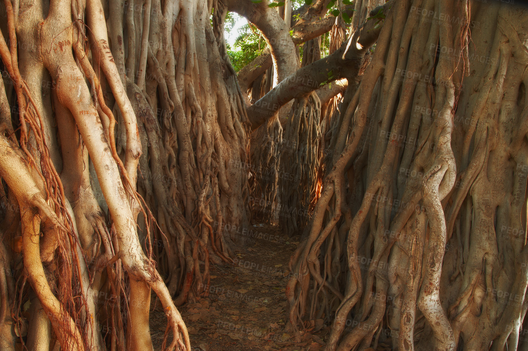 Buy stock photo Old massive tree in the forest with its trunk covered with its root. A narrow path amongst the bunch of thick bark banyan tree in the jungle. A haunted banyan tree in the wild bush. Dense woodland