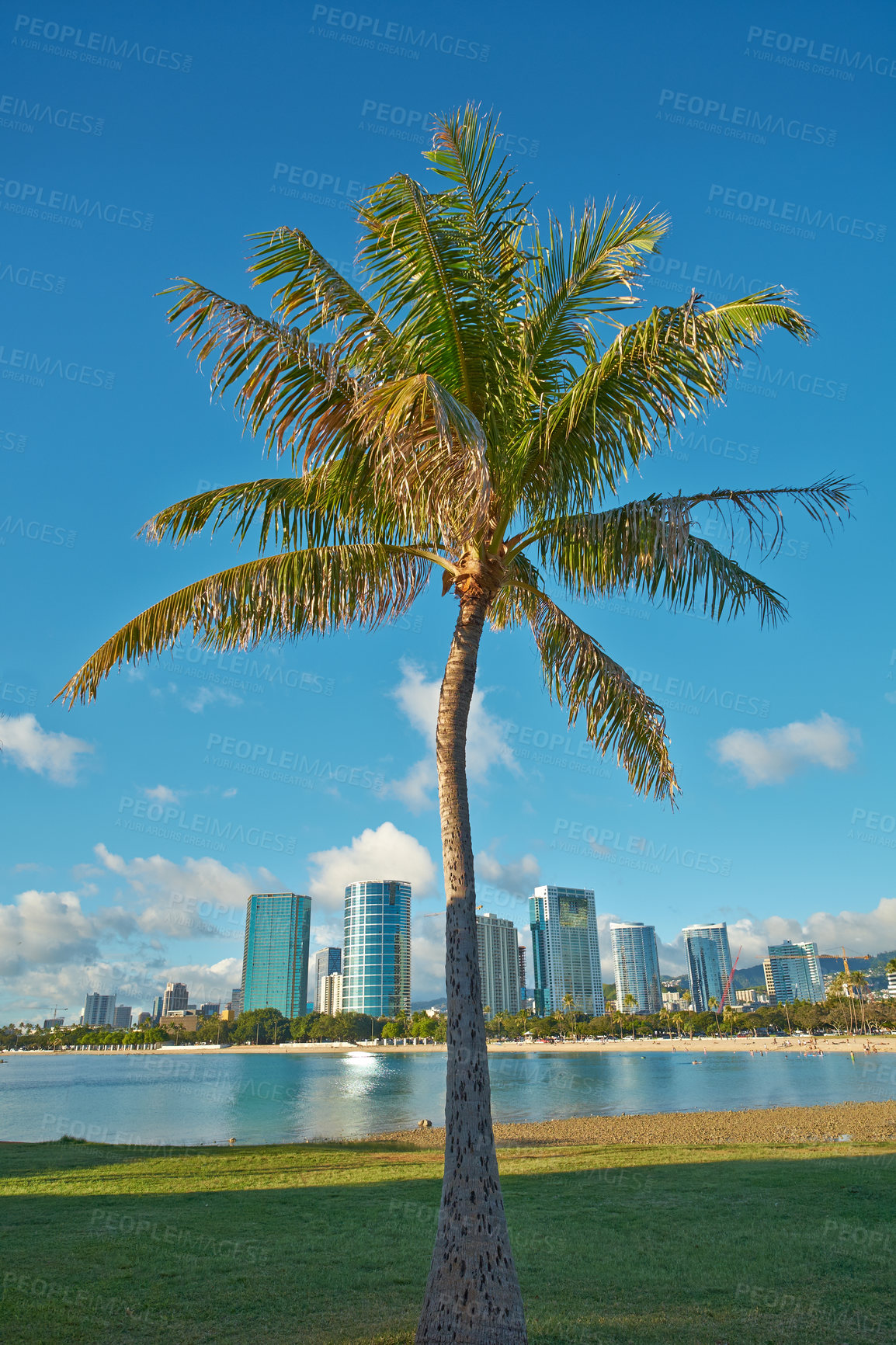 Buy stock photo Palm tree, vacation and city for landscape in summer with sunshine, adventure and freedom in Hawaii. Nature, sustainability and background with plant for environment or travel, calm or peace by ocean