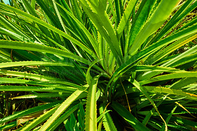 Buy stock photo Close up of green pandanus veitchii stems and leaves growing in a garden on a sunny day. 
Variety of fresh screw pine prickly plants in a backyard. A close-up of a bushy plant with a thorny hedge.