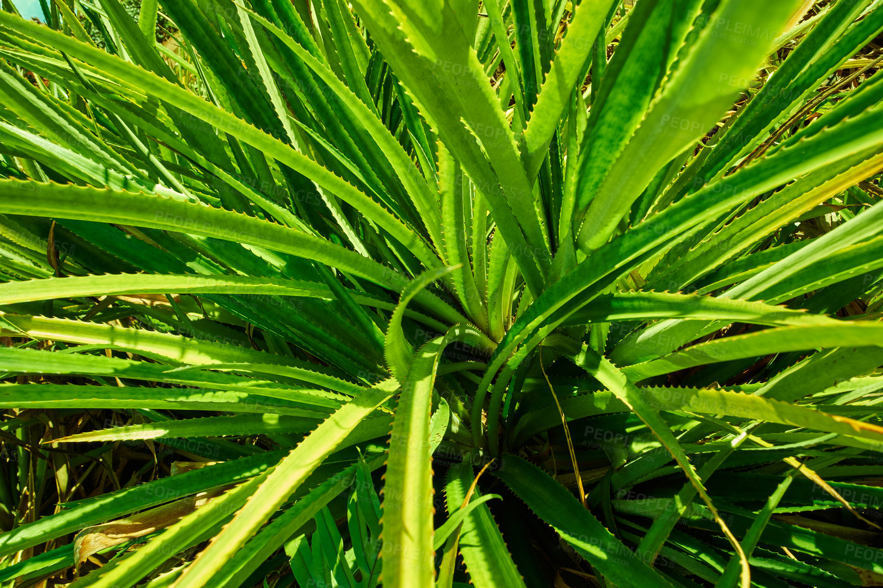 Buy stock photo Close up of green pandanus veitchii stems and leaves growing in a garden on a sunny day. 
Variety of fresh screw pine prickly plants in a backyard. A close-up of a bushy plant with a thorny hedge.