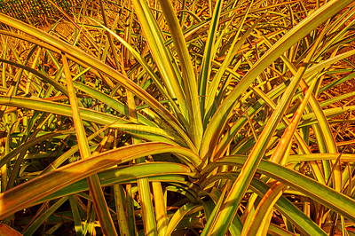 Buy stock photo Closeup of a pineapple plant growing in an empty field at sunset in Oahu, Hawaii, United States of America. Organic tropical fruit being grown on a plantation or a farm land during harvesting season