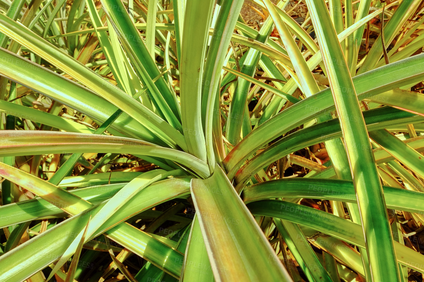 Buy stock photo Closeup view of green pandanus veitchii stems and leaves growing in an empty field in Oahu, Hawaii in United States of America. Variety of fresh screw pine prickly plants in home garden and backyard