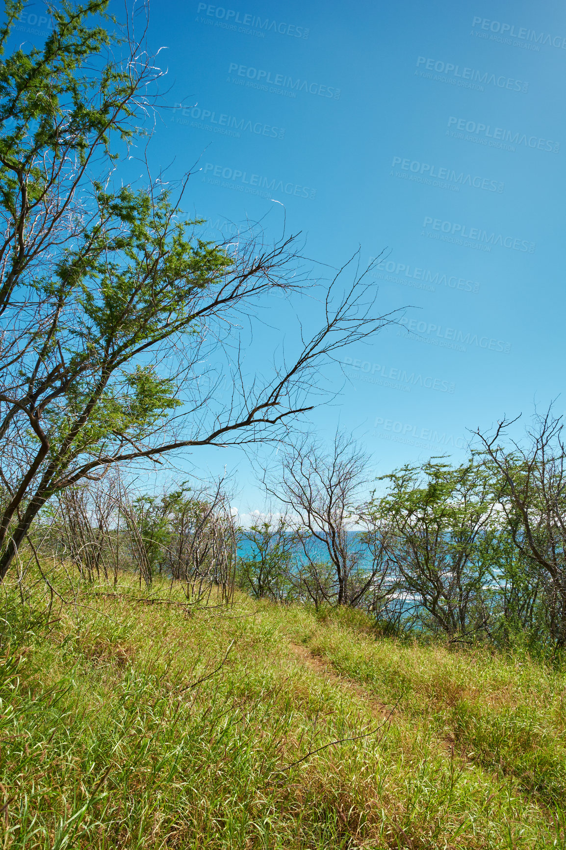 Buy stock photo Nature, landscape and grass in hawaii with landscape for travel, vacation and environment for hiking adventure. Wilderness, path and blue sky by ocean for tropical island, sustainable or destination