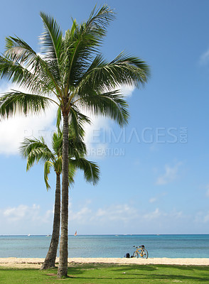 Buy stock photo Outdoor, seascape and palm trees with water, tropical island or skyline with nature, harmony or peace in Hawaii. Holiday, trip and travel for vacation as wallpaper, background or texture on adventure