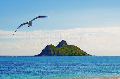 Buy stock photo Mountain, nature or seascape with bird for wallpaper, environment or vacation in Hawaii. Landscape, island or ocean view at shore for ecology, tropical holiday or travel destination to Lanikai beach