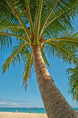 Buy stock photo Nature, palm tree and sky with water on island for environment, landscape or holiday destination. People, travel and ocean with tourism for outdoor, summer vacation or weekend getaway in Hawaii