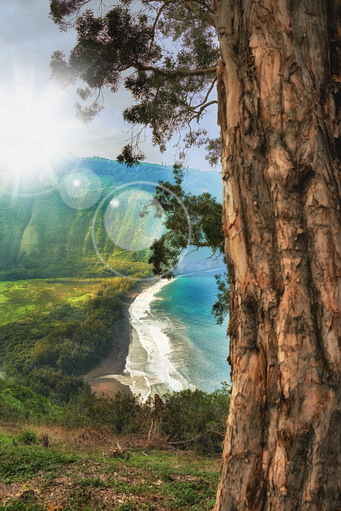 Buy stock photo Beach, trees and nature in Hawaii with water for travel, sustainability and tropical vacation. Landscape, outdoor and blue sky in park on island for summer and tourism with green grass with ocean