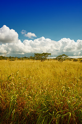 Buy stock photo Wheat, nature and landscape with crops outdoor in environment, agriculture harvest or farm field of cereal growth. Countryside, farming and plantation sowing, natural food and cultivated vegetation

