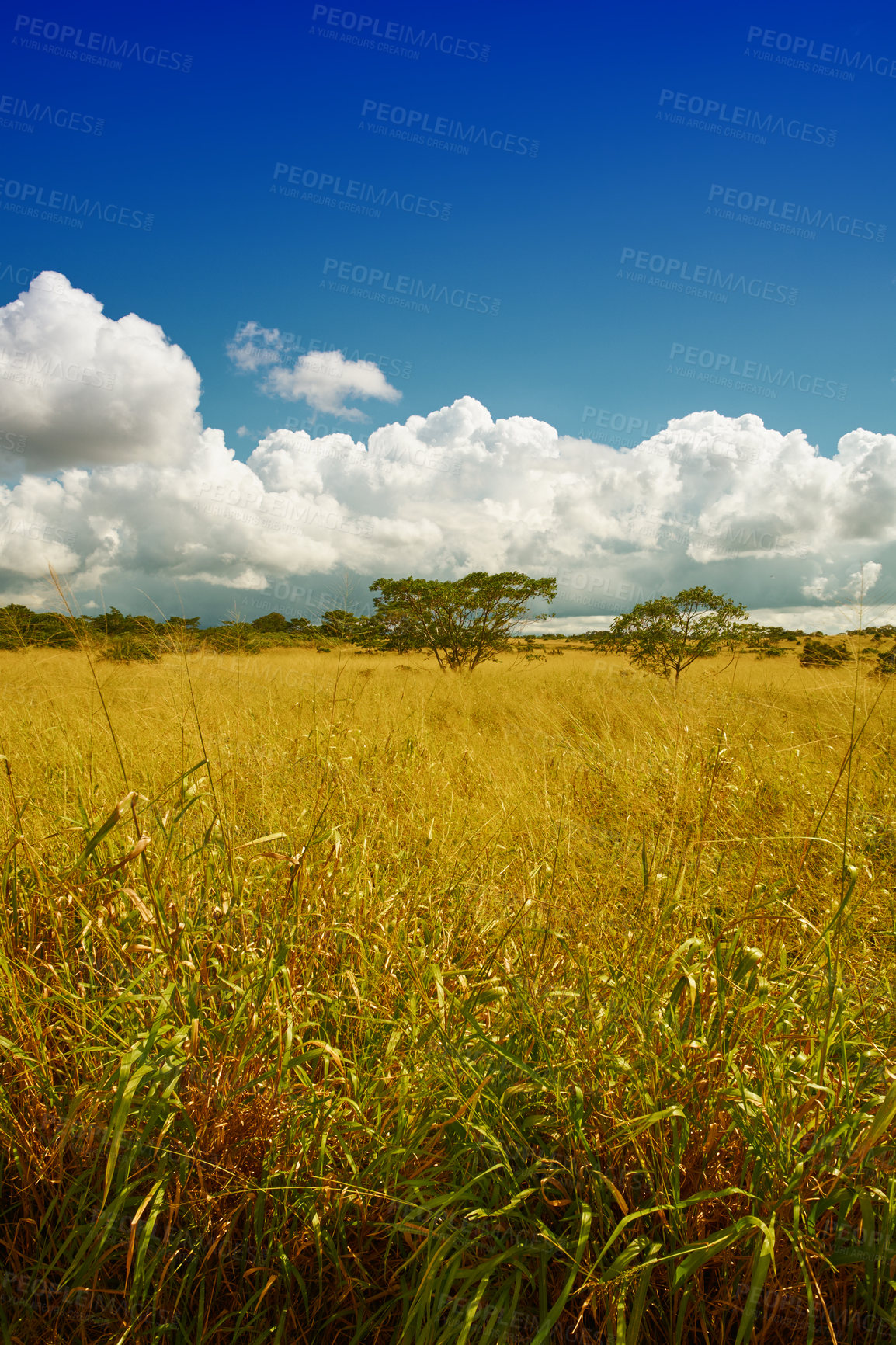 Buy stock photo Wheat, nature and landscape with crops outdoor in environment, agriculture harvest or farm field of cereal growth. Countryside, farming and plantation sowing, natural food and cultivated vegetation

