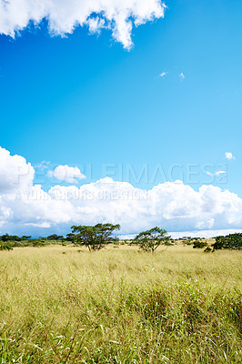 Buy stock photo Grass, nature and landscape with plants in environment, ecology and tree of blue sky for clean energy. Wilderness, meadow and eco friendly, natural and tropical adventure in summer scenery on field