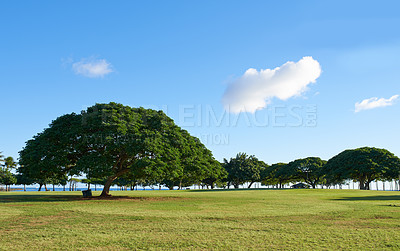 Buy stock photo Nature, trees and landscape outdoor in environment, ecology and meadow with blue sky for clean energy. Countryside, field and eco friendly, agriculture and tropical adventure in summer scenery