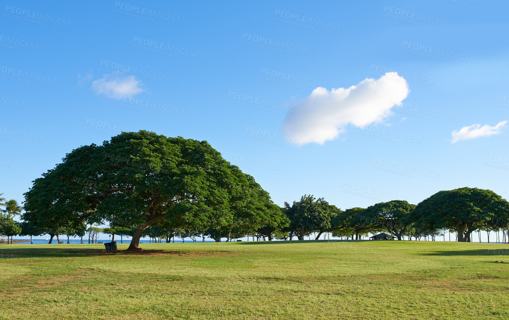 Buy stock photo Nature, trees and landscape outdoor in environment, ecology and meadow with blue sky for clean energy. Countryside, field and eco friendly, agriculture and tropical adventure in summer scenery