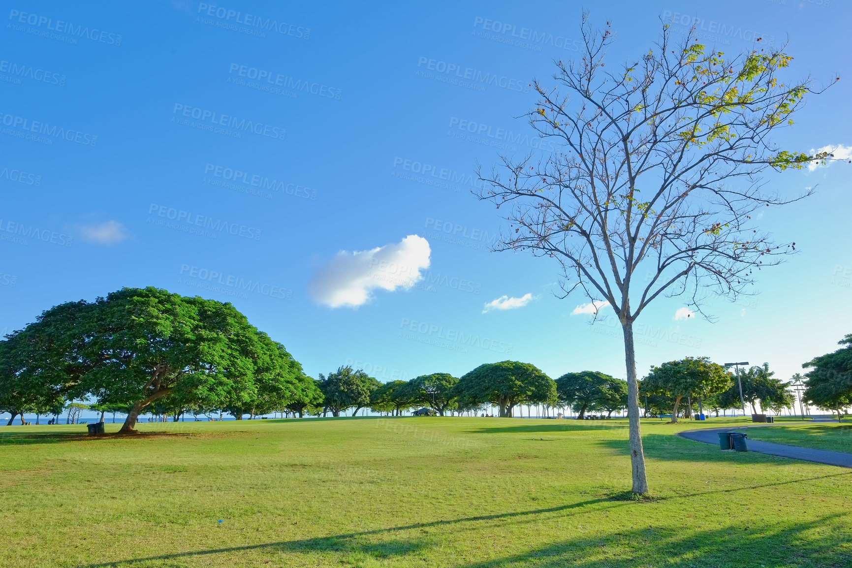 Buy stock photo Trees, nature and landscape outdoor in environment, ecology and meadow with blue sky for clean energy. Countryside, field and eco friendly, agriculture and tropical adventure in autumn scenery