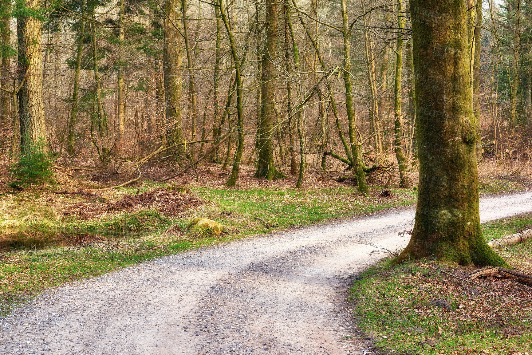 Buy stock photo Travel, forest and trees with road in countryside for sunset, environment or destination. Empty, nature and outdoor for sustainability, vacation journey or adventure landscape in Switzerland