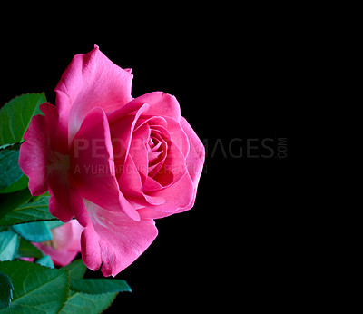 Buy stock photo Anniversary, gift and valentines day with rose on black background in studio for aroma or romance. Love, nature and pink flower in dark on mockup space for gardening, perfume or sustainability