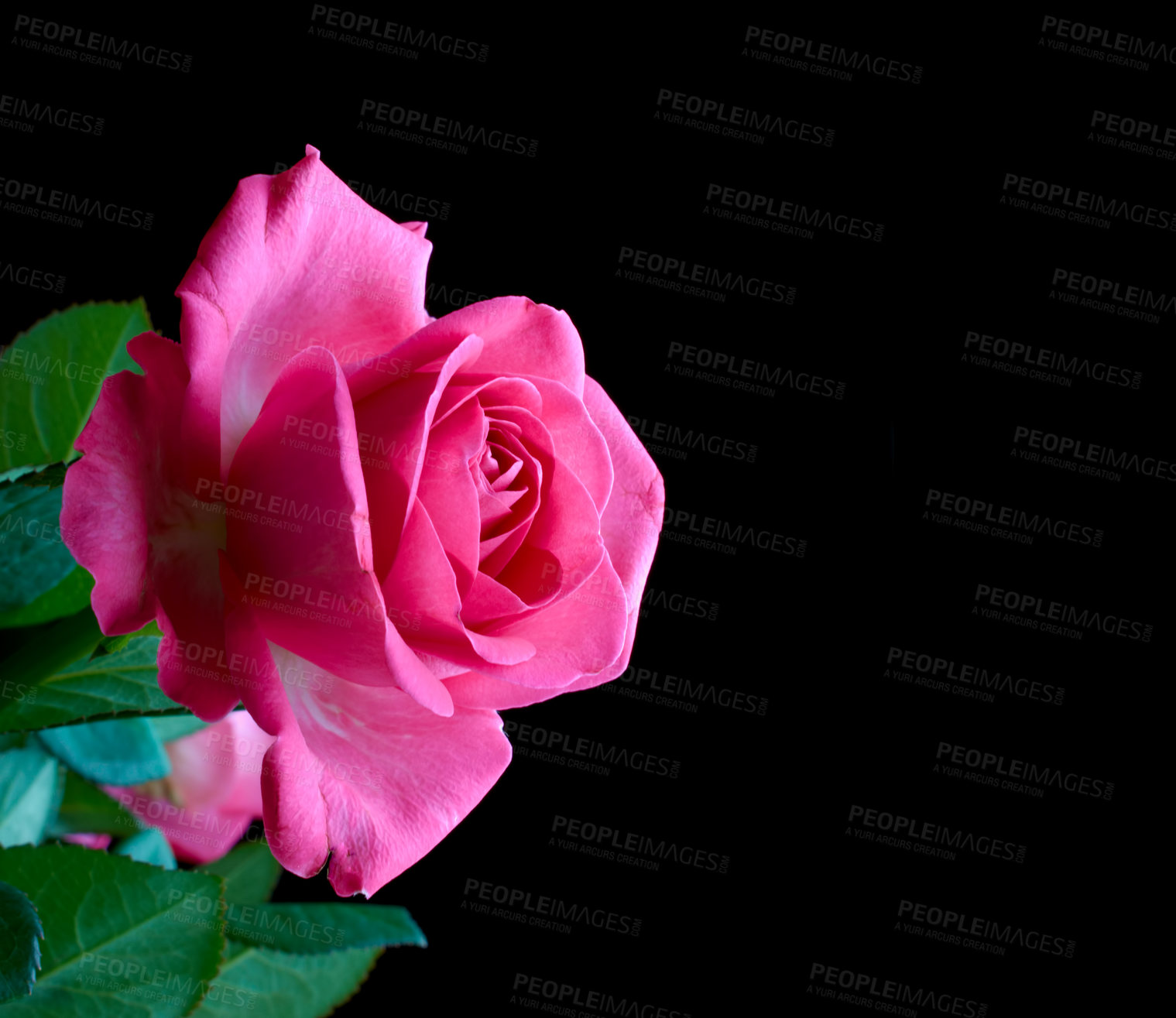 Buy stock photo Anniversary, gift and valentines day with rose on black background in studio for aroma or romance. Love, nature and pink flower in dark on mockup space for gardening, perfume or sustainability