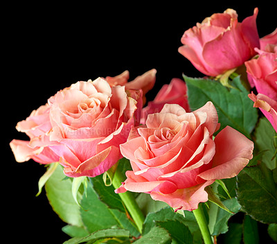 Buy stock photo A beautiful red rose bud against black background