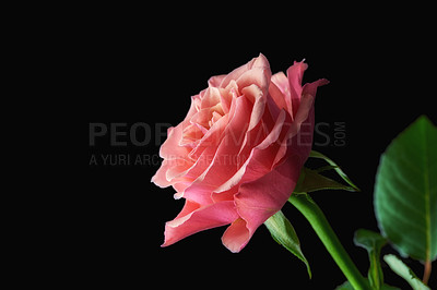 Buy stock photo A beautiful red rose bud against black background