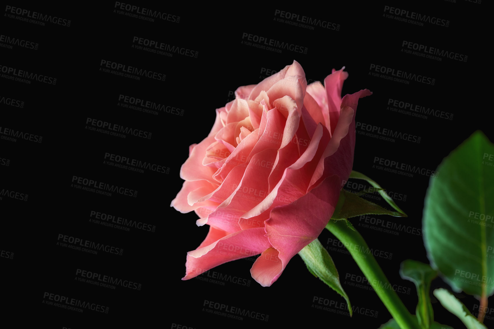 Buy stock photo A beautiful red rose bud against black background