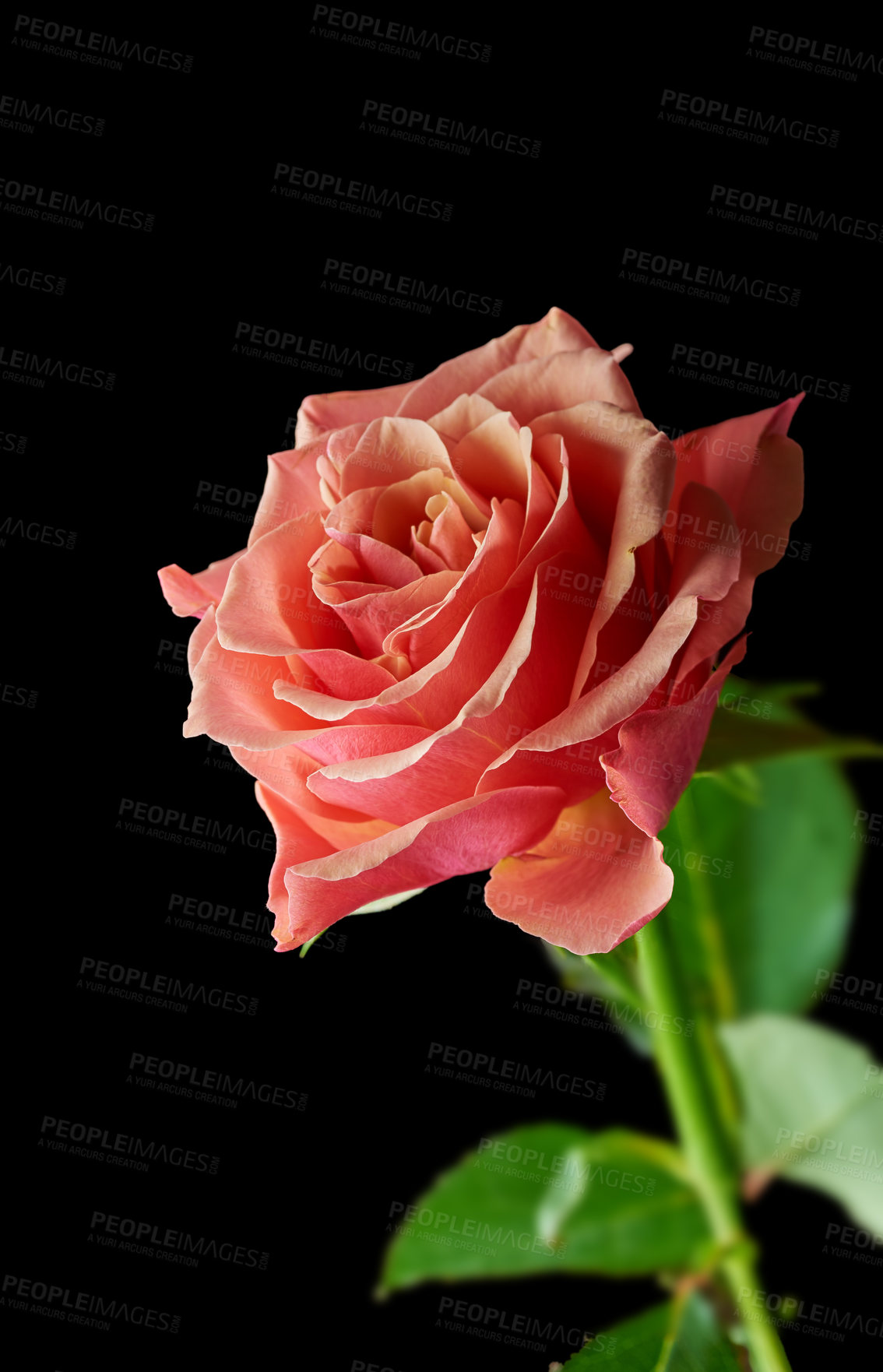 Buy stock photo A beautiful red rose bud against black background