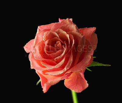 Buy stock photo A beautiful red rose bud against black background