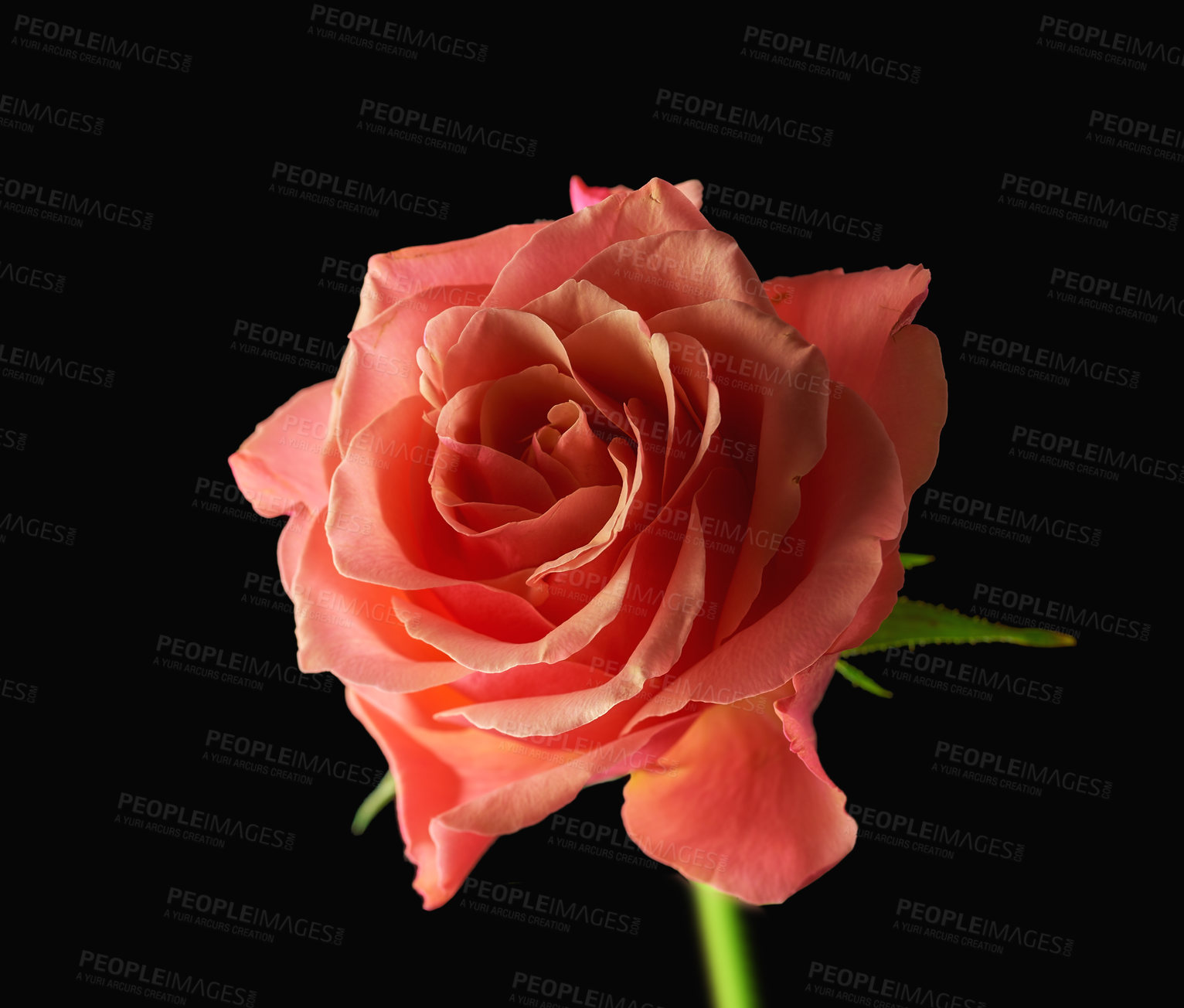 Buy stock photo A beautiful red rose bud against black background