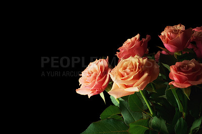 Buy stock photo A beautiful red rose bud against black background