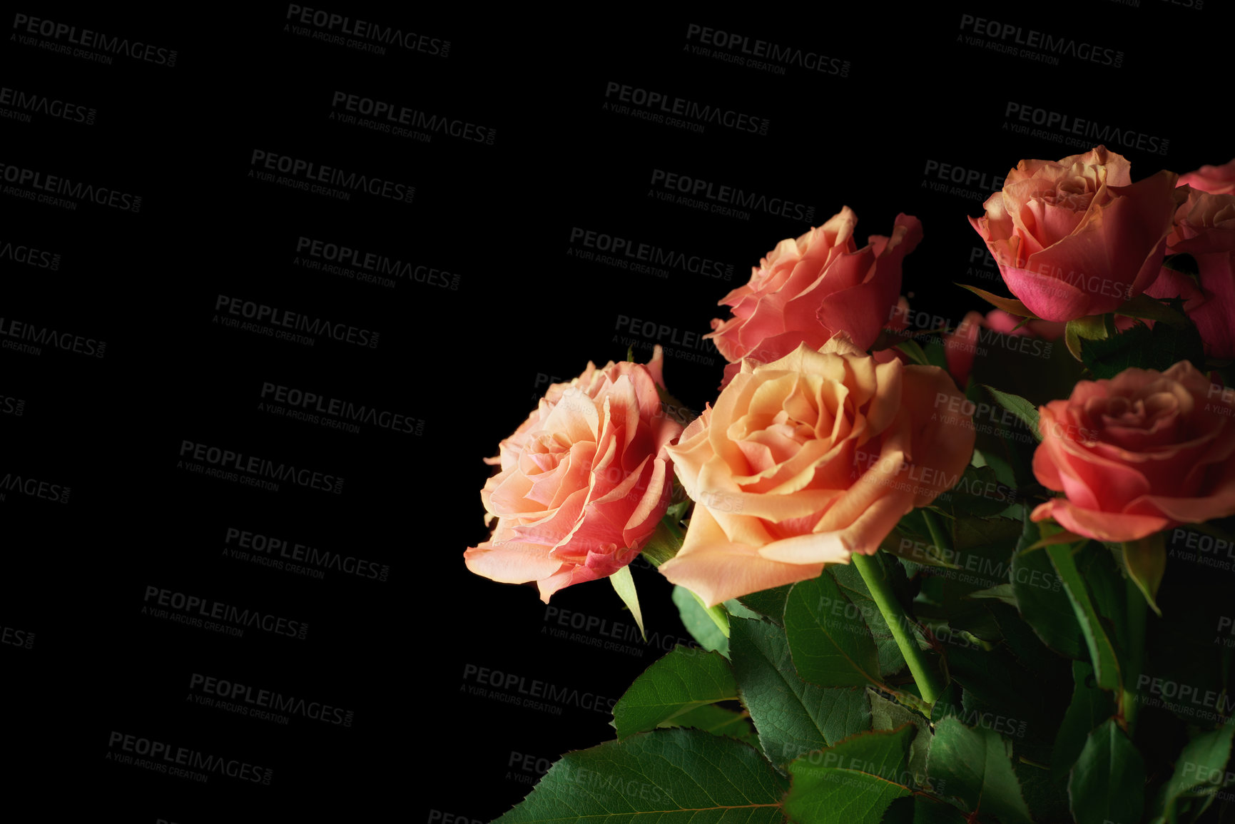 Buy stock photo A beautiful red rose bud against black background