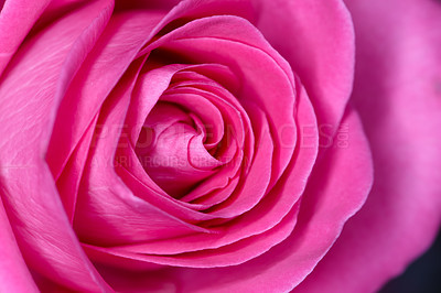 Buy stock photo A beautiful red rose bud against black background