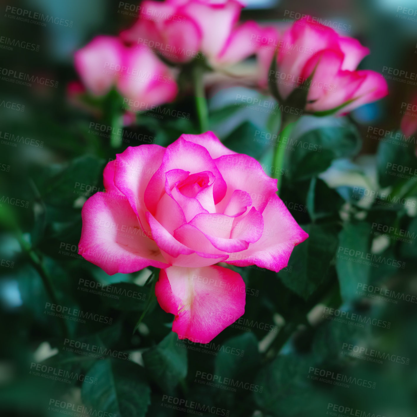 Buy stock photo Nature, pink flowers and bouquet in garden for environmental with planting, botanic and eco friendly. Natural, roses and conservation or biodiversity with preservation of floral life and blossom