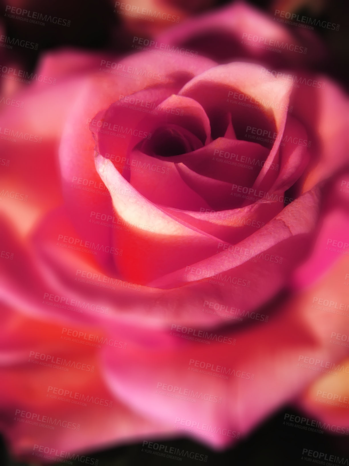 Buy stock photo A beautiful red rose bud against black background
