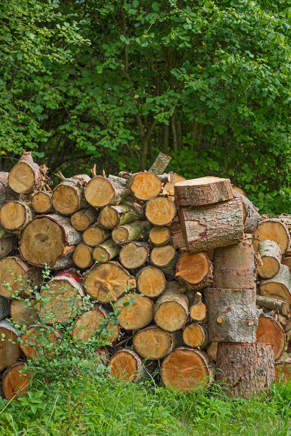 Buy stock photo Nature, log or wood in closeup for background with environment, abstract for climate change or deforestation. Natural, zoom or tree for earth day or eco friendly for sustainability, ecology in Canada