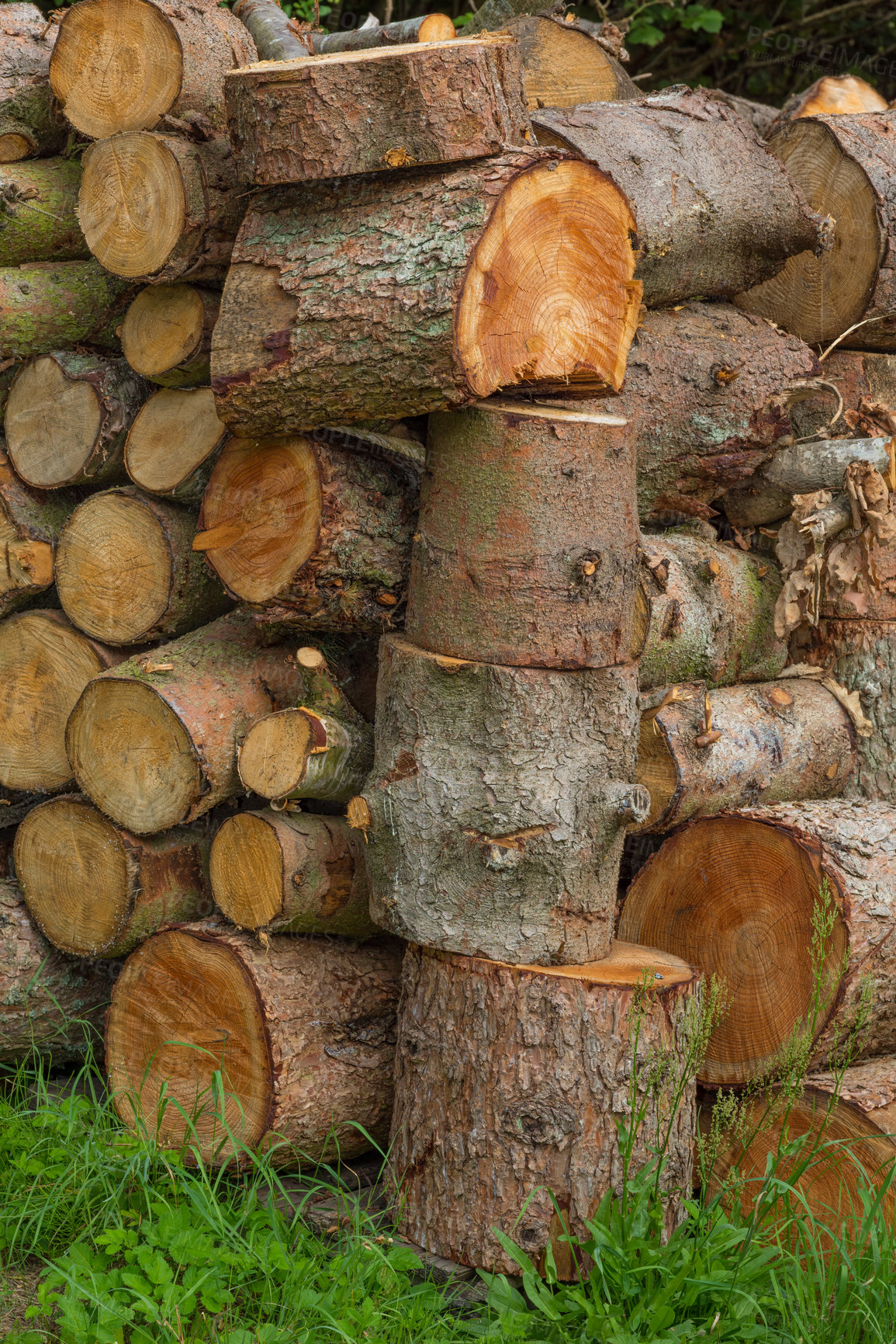 Buy stock photo Natural, log or wood in closeup for background with environment, abstract for climate change or deforestation. Nature, zoom or tree for earth day or eco friendly for sustainability, ecology in Canada