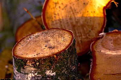 Buy stock photo Newly harvested timber - ready to use as firewood